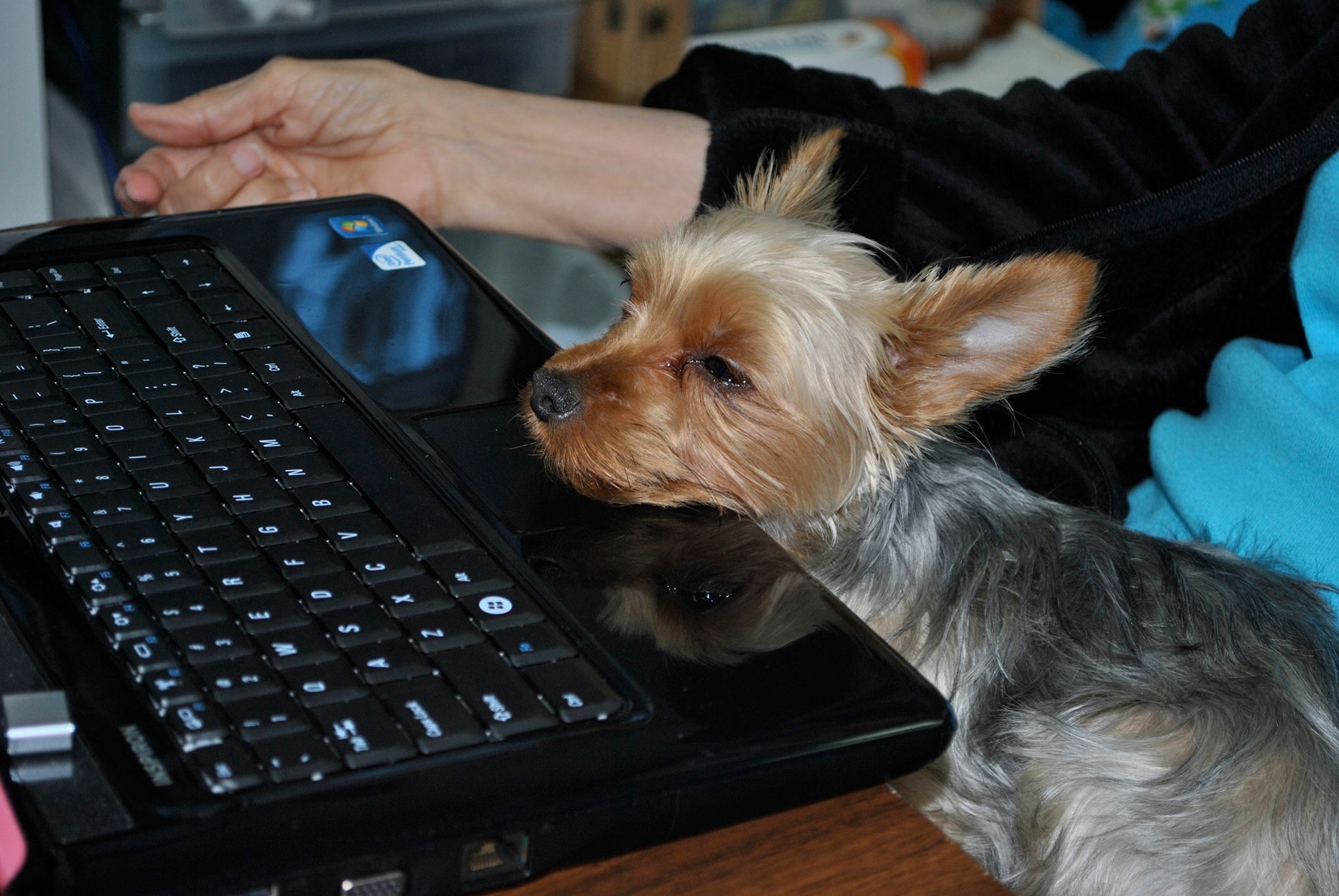 Fosse the dog working on his computer